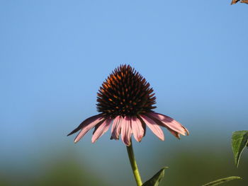 Close-up of flower on plant against sky