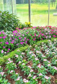 Pink flowers blooming in garden