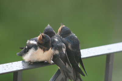 Close-up of bird perching on tree