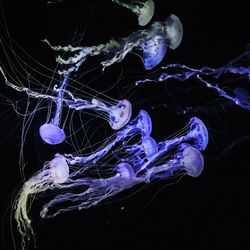 Close-up of jellyfish against black background