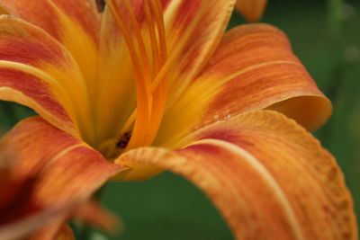 Close-up of day lily blooming outdoors