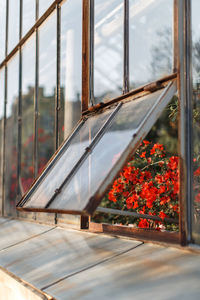 Close-up of flowering plant by railing against window