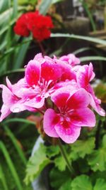 Close-up of pink flowering plant