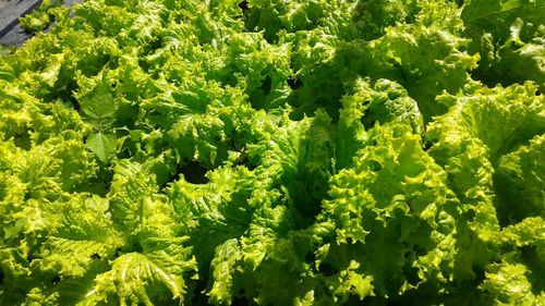 Full frame shot of vegetables