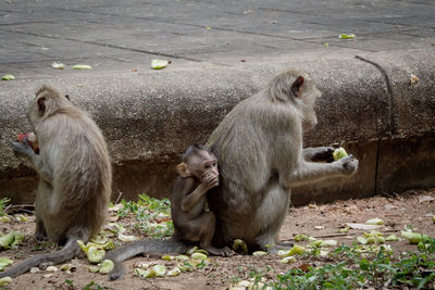 Baby monkey under mother protection. the monkey family with shaggy orange fur 