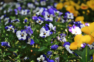 Close-up of purple flowering plants