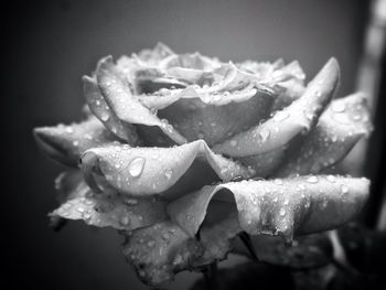 Close-up of water drops on rose