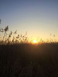 Close-up of silhouette plants against sky during sunset