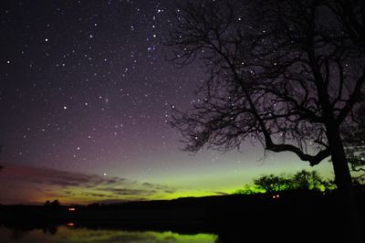 Low angle view of bare trees against sky at night
