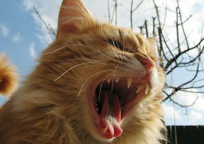 Close-up of cat with mouth open