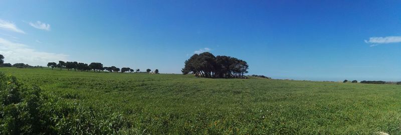 Scenic view of field against blue sky