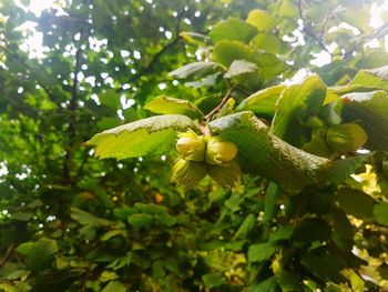 Low angle view of berries growing on tree