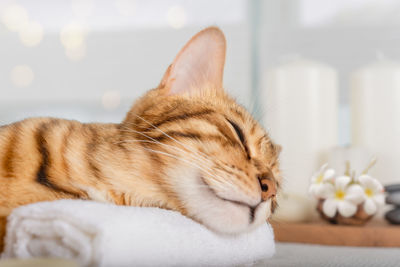 Funny bengal cat lies on a massage table in the spa. close-up.