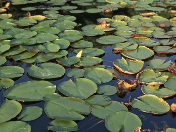 Close-up of lotus water lily in lake