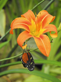 Close-up of butterfly on orange flower