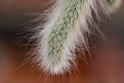 Close-up of feather on plant