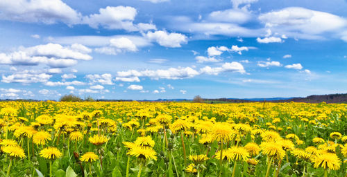 Scenic view of oilseed rape field against sky