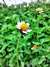 Close-up of insect on white flower blooming outdoors