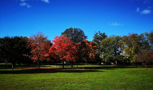 Trees on field against blue sky