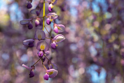 Close-up beautiful full bloom of purple pink wisteria blossom trees flowers in springtime sunny day