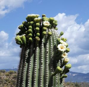 Low angle view of succulent plant on field against sky