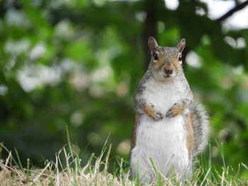 Portrait of squirrel on field