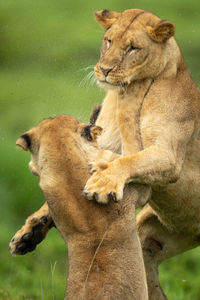 Close-up of lioness