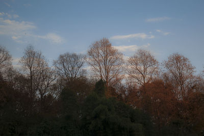 Low angle view of trees in forest against sky