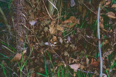 Close-up of dry plants on field