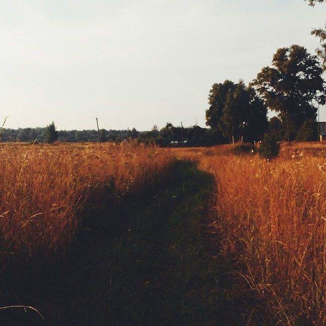 field, landscape, agriculture, rural scene, tranquil scene, tranquility, clear sky, grass, growth, farm, nature, scenics, crop, beauty in nature, copy space, sky, tree, cultivated land, plant, outdoors