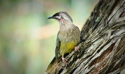 Close-up of bird perching on tree trunk