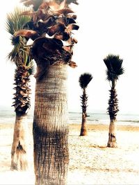 Coconut palm trees on beach against clear sky