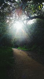 Sun shining through trees