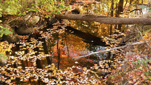 Plants growing on tree by water