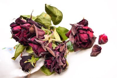 Close-up of flowers over white background