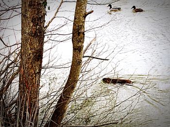 Bare trees in the forest