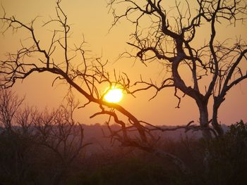 Silhouette bare tree against sky during sunset