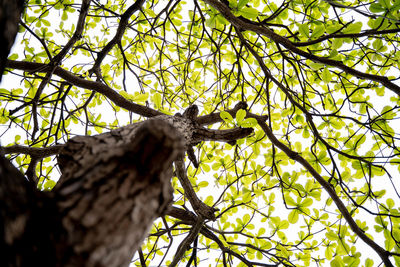 Low angle view of a tree