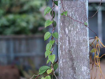 Close-up of ivy growing on tree trunk