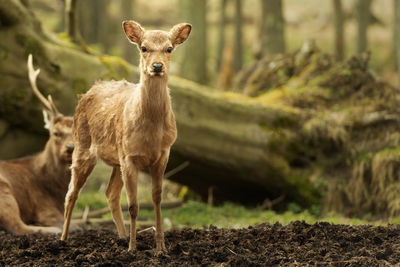 Portrait of deer against tree trunk in forest