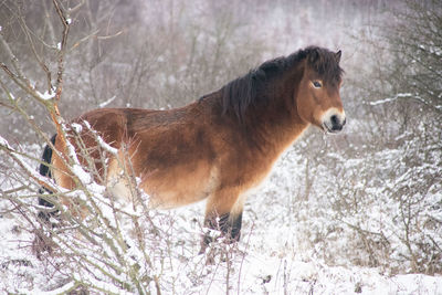 Exmoor pony in winter