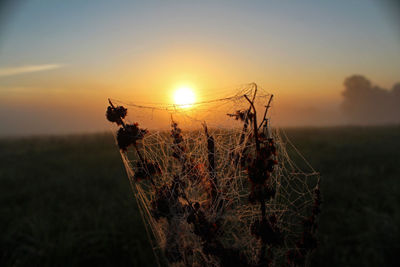 Close-up of crab on field against sky during sunset