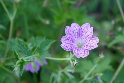 Close-up of purple flowering plant