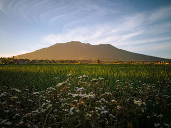 Scenic view of field against sky