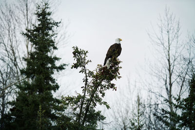 Bald eagle sitting on tree during foggy weather