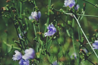 Close-up of purple flowers