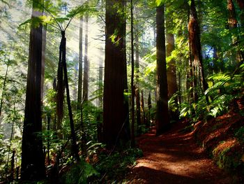 Trees in forest