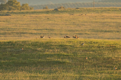 Birds perching on grassy hill