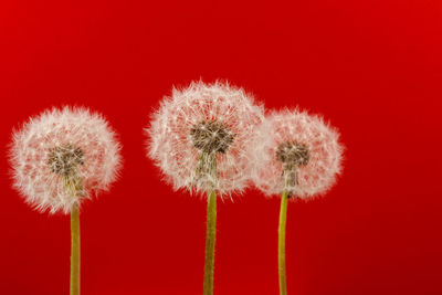 Close-up of dandelion against red background