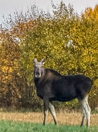 animal